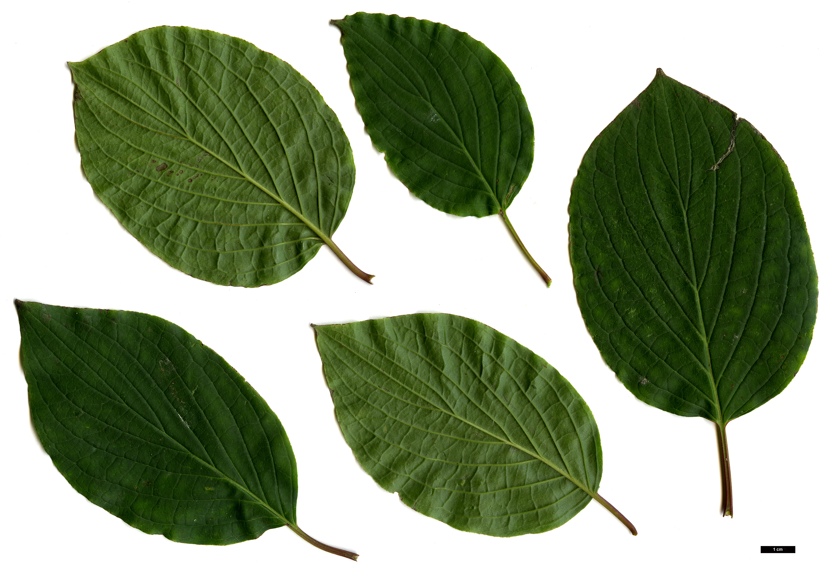 High resolution image: Family: Cornaceae - Genus: Cornus - Taxon: sanguinea - SpeciesSub: subsp. australis